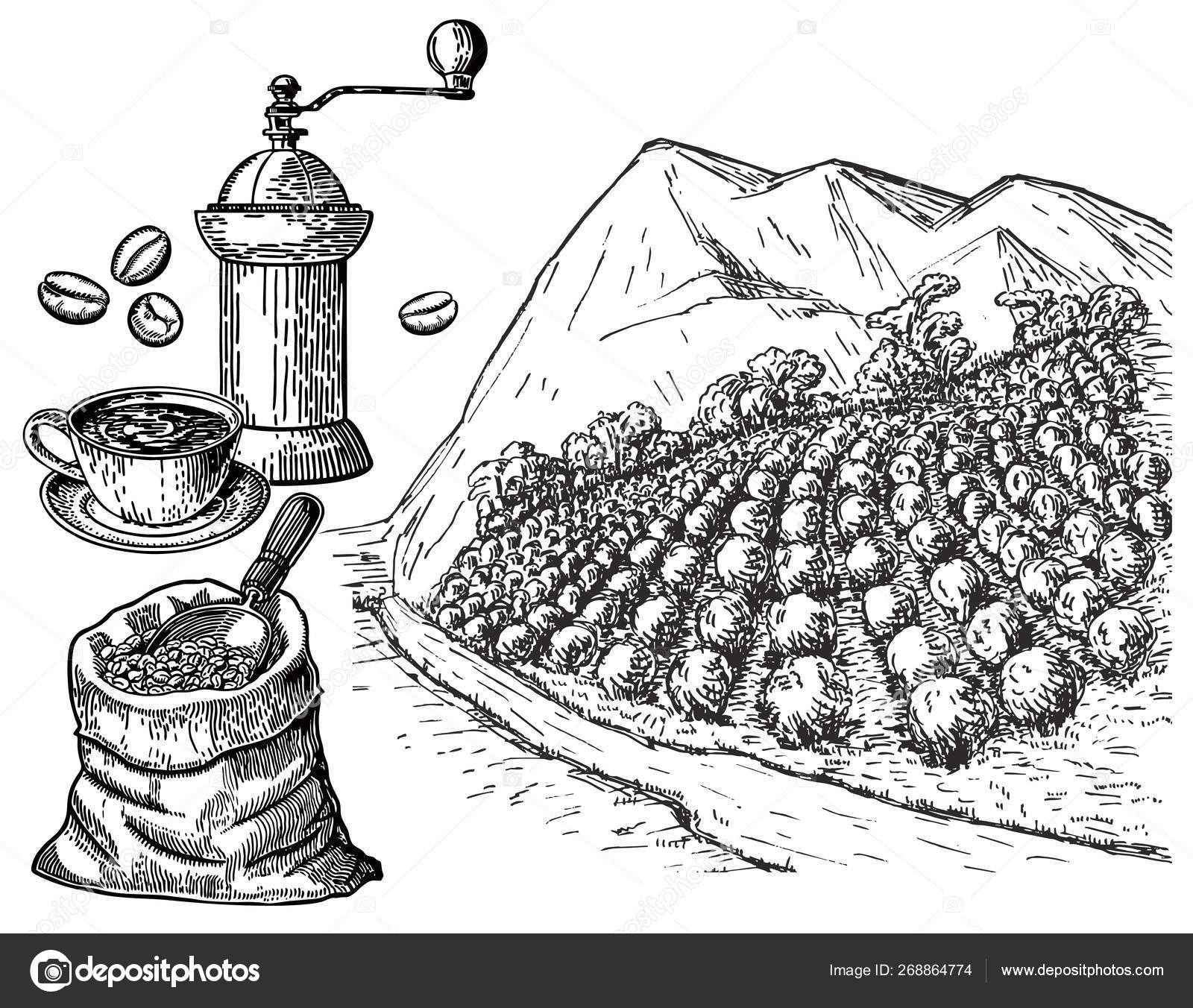 Café Boceto Paisaje Cafetería Molinillo Café Una Bolsa Granos Café Vector  de stock #268864774 de ©luisvv, image size:1600x1352