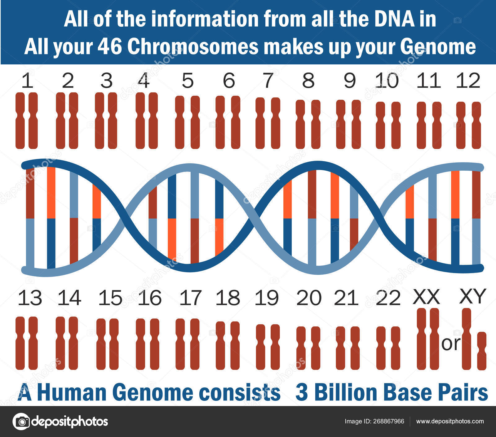 Chromosome Dna Vector Illustration Human Chromosomes Infographic Elements Chromosomes Dna Vector Image By C Luisvv Vector Stock