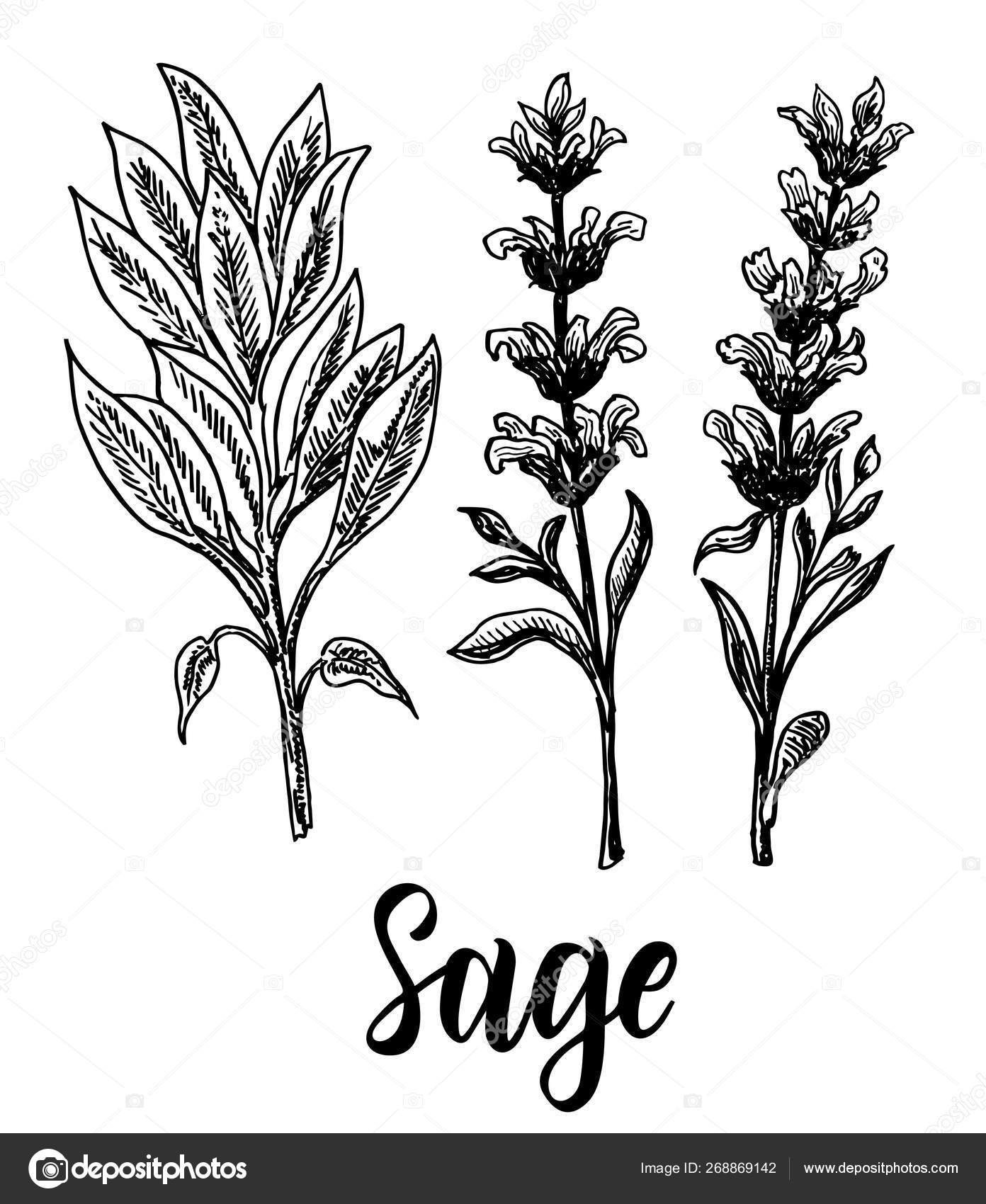 Collection Sage Branch Sage Leaves Flowers Cosmetic Perfumery Medical Plant Stock Vector C Luisvv 268869142,Shrimp On The Grill In Foil