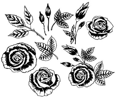 beyaz arka plan üzerinde yaprakları ile vektör dövme güller. Tutku sevgisinin sembolü. Eski Okul tarzı. Siyah amd beyaz dövme. Gül seti kroki. 