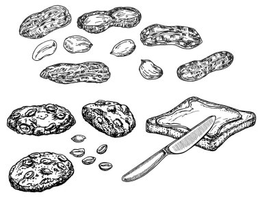 Fıstık seti. Fındık mürekkep kroki. El çizilmiş vektör illüstrasyon. Beyaz arka planda izole edilmiş. Retro tarzı. Fındık, Fıstıklı Kurabiye, Fıstık Ezmesi.