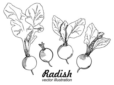 Üstlü turplar. Ayarlamak. Çizim vektör mürekkemi yalıtılmış