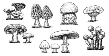 Mantarlar çizimi ayarlar. Vektör el mantar, vintage seti çizilmiş. Yenilebilir mantarlar. Orman mantar türleri toplama 