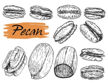 Ceviz çekirdeği vektörü. Beyaz arka planda izole edilmiş. Retro vintage tarzında mürekkep el çizilmiş pekan illüstrasyon Kroki.