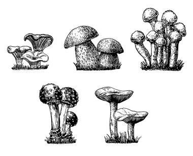 Mantar seti krokisi. Mantar el çizilmiş kroki vektör illüstrasyon, taze organik gıda beyaz izole. 