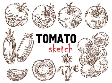 El domates çizilmiş ayarlayın. Beyaz arka plan üzerinde izole el çizilmiş domates Büyük seti. Organik eko gıda