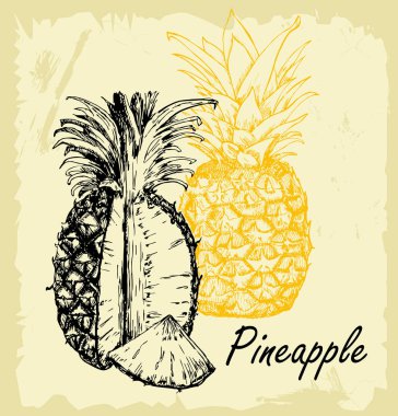 Ananas seti. Tropikal sağlıklı lezzetli meyve, tatlı ananas. Organik taze gurme ananas. Vektör. Mürekkep çizimi