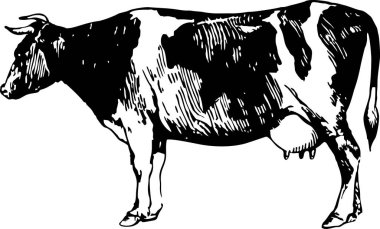 El çizimi görüntüden grafik tarzında Cow. Ambalaj tasarım çiftlik ürünleri ve tabela doğal gıda mağazaları oluşturmak için şablon