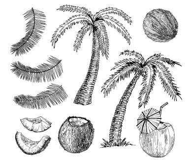 Vektör hindistan cevizi el palmiye yaprağı ile çizim çizilmiş. Sketch vektör tropikal gıda illüstrasyon. Vintage tarzı 