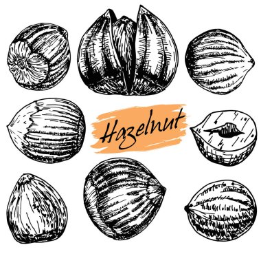 Fındık. Fındık, fındık çekirdeği, fındık kabuğu. Beyaz arka planda izole edilmiştir. Retro Vintage tarzında fındık kazınmış el çizimi. Organik gıda. 