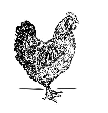 Tavuk kuş gravür el çizilmiş vektör illüstrasyon. 