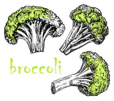Brokoli el çizilmiş vektör çizimler. İzole Brokoli seti. Ayrıntılı vejetaryen gıda çizim. Çiftlik pazarı ürünü