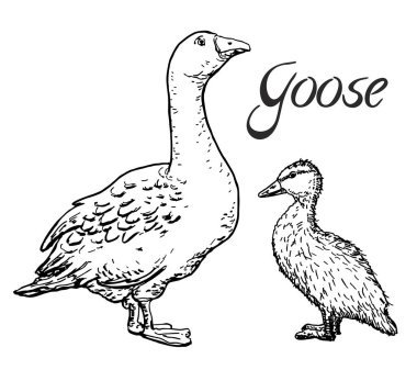 Kaz ve dedikodu, kroki, izole vektör illüstrasyon