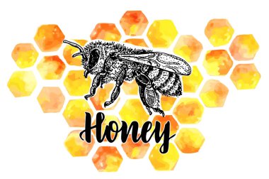 Honeycombs ile arı vektör sembolü. Organik bal logosu, etiket, Etiketler tasarım elemanları. Bal paketi, afiş, sarma için konsept. Soyut gıda arka plan. Bal arı vektör gravür Illustration