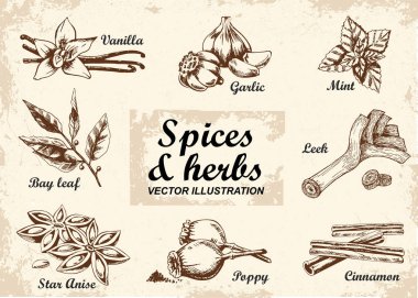 Vektör el mutfak otlar ve baharatlar ile ayarlayın çizilmiş. Eski arka planda çizim çizimi.