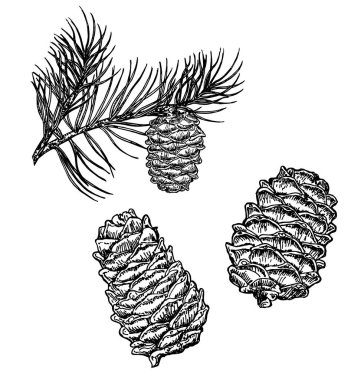 Vector illustration of pine cones wood nature. Cedar cone, sketch. Vector fir branches clipart