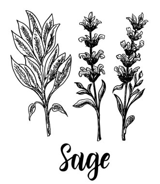 Adaçayı koleksiyonu, adaçayı dalı, yaprak ve çiçek. Kozmetik, parfümeri ve tıbbi bitki. Vektör el çizilmiş illüstrasyon. Çizim