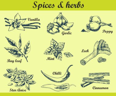 Vektör el mutfak otlar ve baharatlar ile ayarlayın çizilmiş. Çizim çizimi.