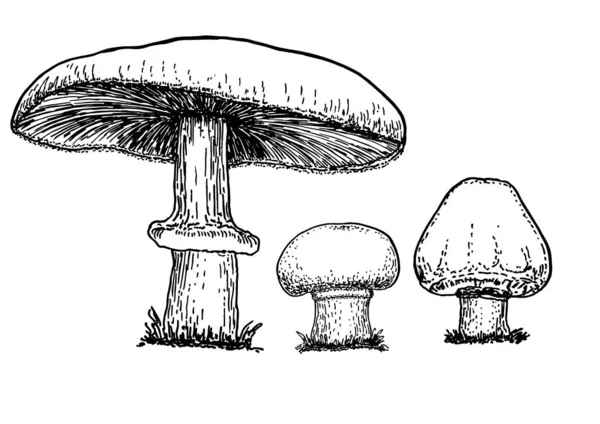 Cultivar Champinhons Esboço Conjunto Composição Cogumelos Champignon Desenhado Mão Coleta —  Vetores de Stock
