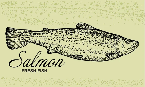 Dibujo Dibujado Mano Vector Mariscos Ilustración Vintage Pescado Salmón Diseño — Vector de stock