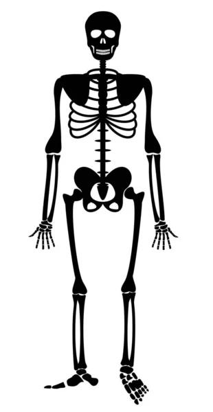 人間の骨格骨解剖骨格ベクター図図 骨格生物学系 白背景に隔離された黒 スケルトンのシルエット — ストックベクタ