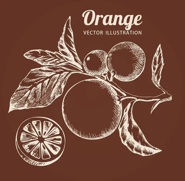 葉っぱの枝にオレンジ 柑橘類の果物 フルーツオレンジ インク描画 フィルム ベクトルイラストレーション — ストックベクタ