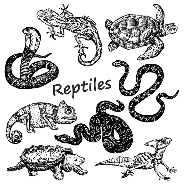 Reptilien Gesetzt Skizze Schlangen Schildkröten Eidechsen — Stockvektor