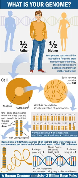 Genom Infographics Genom Genetikai Öröklődés Nemi Meghatározása Emberben Kromoszóma Kromoszóma — Stock Vector