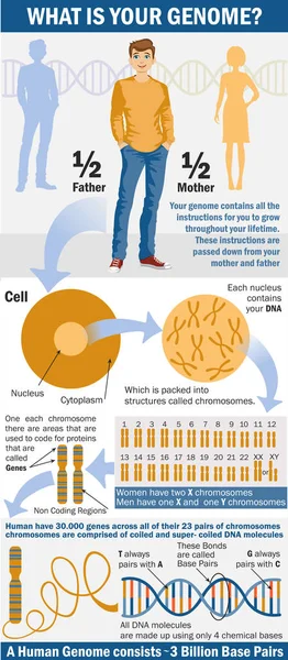 Genome Infographics Vad Din Arvsmassa Arvsmassan Könsbestämning Hos Människor Och — Stock vektor