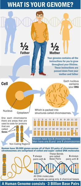 Genome Infographics Vad Din Arvsmassa Arvsmassan Könsbestämning Hos Människor Och — Stock vektor