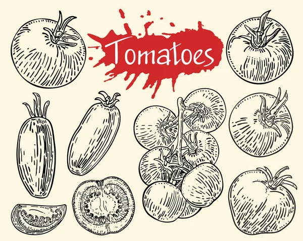 Domates vektör çizim seti. Domates, yarım ve dilim. 