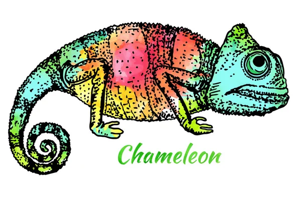 Camaleão Lagarto Camaleão Arco Íris Cor Esboço Personagem Ilustração Gráfica — Vetor de Stock