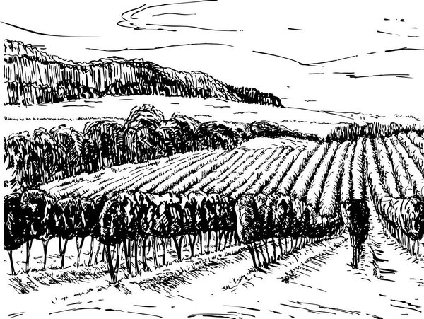 Эскиз виноградника. Виноградный пейзаж. Эскиз виноградной лозы изолирован на белом. Векторная иллюстрация
.