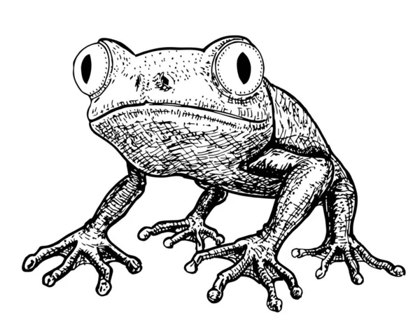Kröte Frosch Vektor Zeichnung Eines Frosches — Stockvektor
