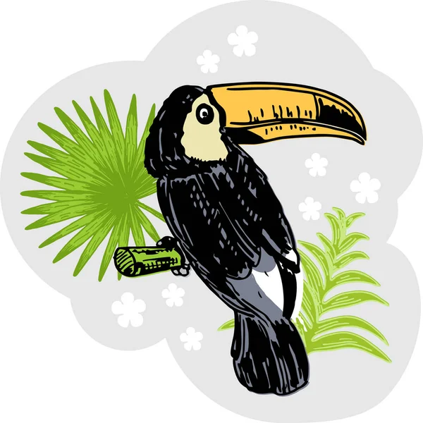 Toucan. Exotic tropical birds. Toucan bird cartoon character. Cute tucan. South America fauna. Wild animal illustration for zoo ad, nature concept, children book illustration