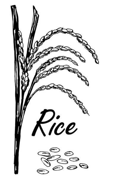 Croquis Riz Plante Riz Dessinée Main — Image vectorielle