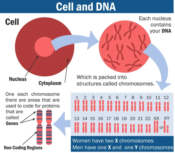 染色体およびDnaベクター図図 生物学のイラスト 染色体構造 ゲノム研究医療 教育用ベクトルイラストレーション — ストックベクタ