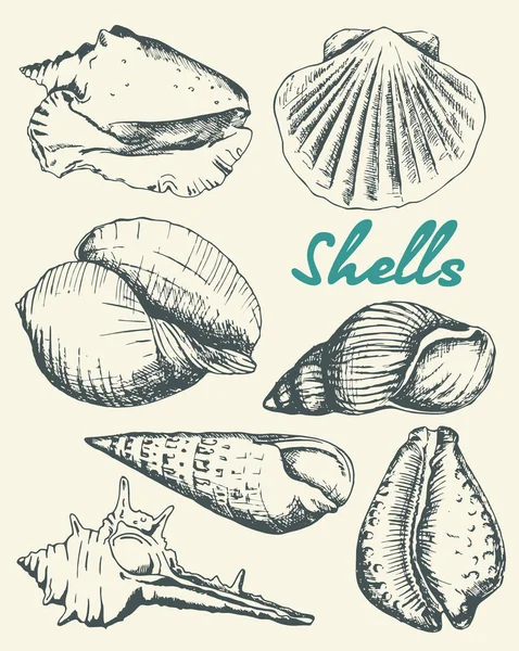 Set Van Verschillende Mooie Slakken Zee Schelpen Schets Stijl Illustratie — Stockvector