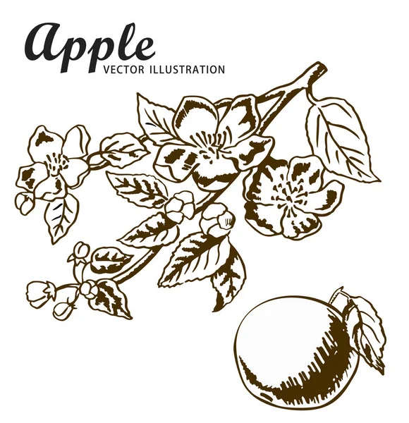 Handzeichnen Von Äpfeln Auf Apfelzweig Braune Tuschezeichnung — Stockvektor