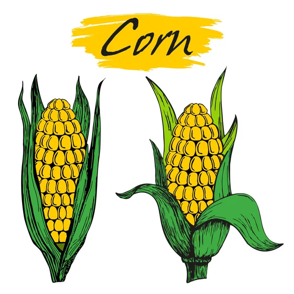 Kukorica Kukorica Vagy Zea Mays Vintage Gravírozás Illusztráció Vektor Izolált — Stock Vector