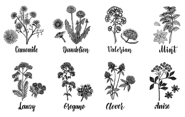 Erbe Medicinali Illustrazione Botanica Disegnata Mano Migliori Rimedi Base Erbe — Vettoriale Stock