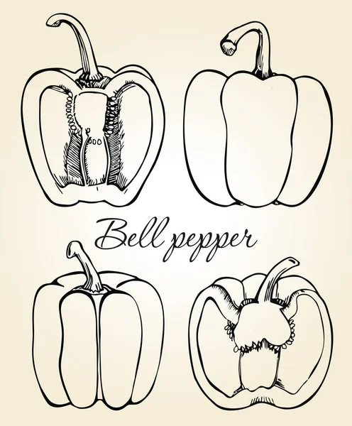 Handgezeichnete Illustration Von Paprika Isoliert Auf Hellem Hintergrund Skizzieren Vektorpaprika — Stockvektor