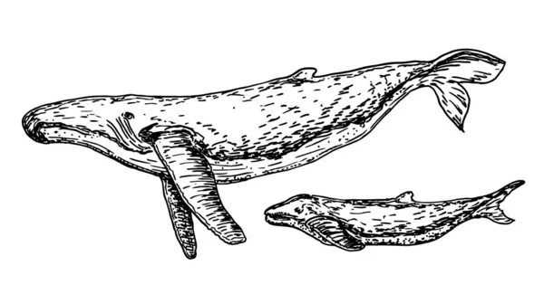 Whales Sketch Set Hand Drawn Whale His Cub Engraving Style — 스톡 벡터