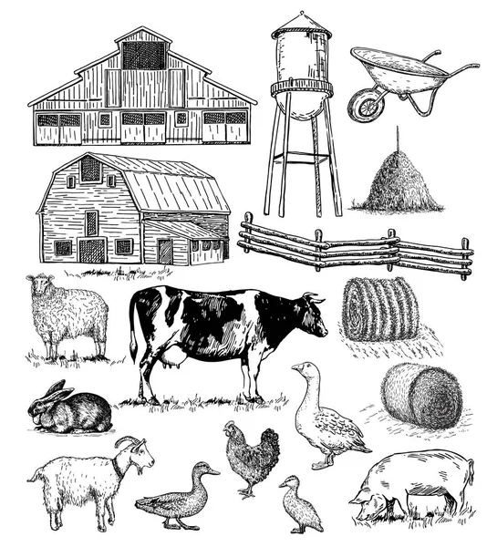 Coleção Fazenda Conjunto Desenhado Mão Com Vaca Cabra Porco Frango —  Vetores de Stock