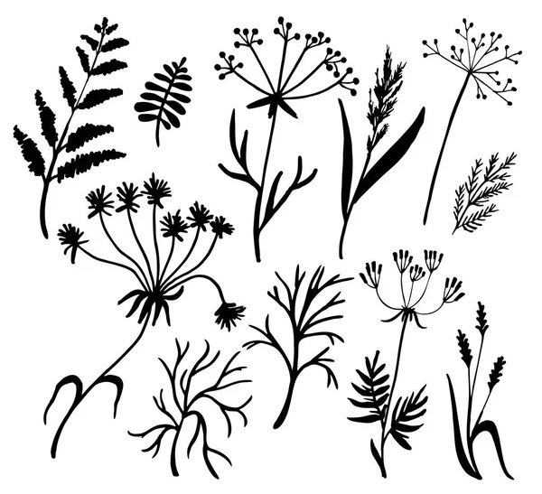 Siluetas Hierbas Plantas Colección Plantas Flores — Vector de stock