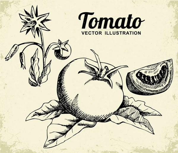 古い背景に隔離された手描きのトマトのセット 刻印されたイラスト — ストックベクタ