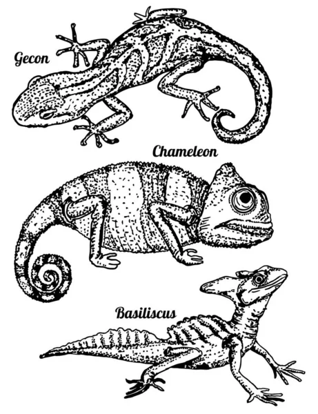 Eidechsen Vektor Skizzenhaftem Design Verschiedene Arten Von Reptilien Ikonen Sammlung — Stockvektor