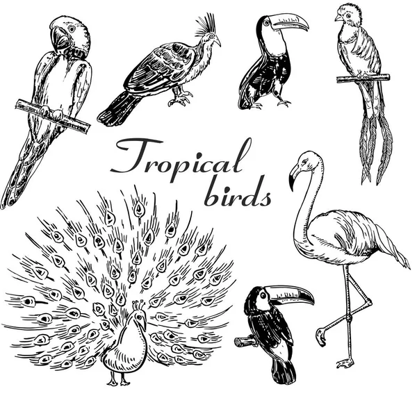 Ręcznie Rysowane Szkic Czarno Białe Zabytkowe Egzotyczne Ptaki Tropikalne Zestaw — Wektor stockowy