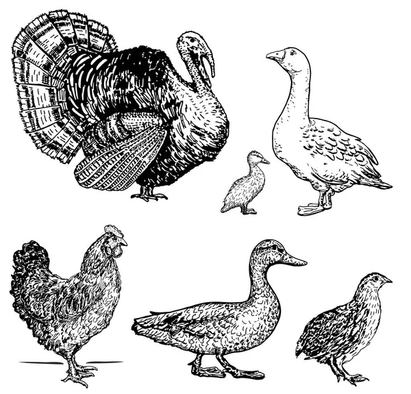 矢量插图设置家禽 一系列农场动物 图形绘图 复古雕刻风格 白色背景上的孤立鸟类 — 图库矢量图片