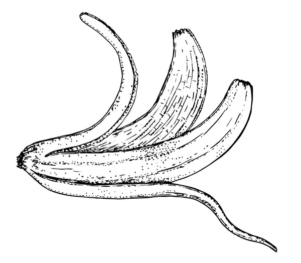 Vetor Ilustração Das Cascas Banana Preto Branco Desenhado Mão Estilo — Vetor de Stock